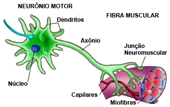 Junção muscular que liga o neurônio motor e a fibra muscular