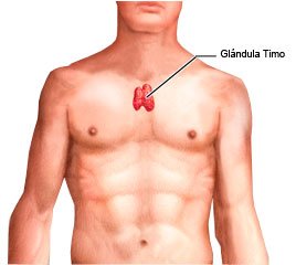 Local da glândula timo